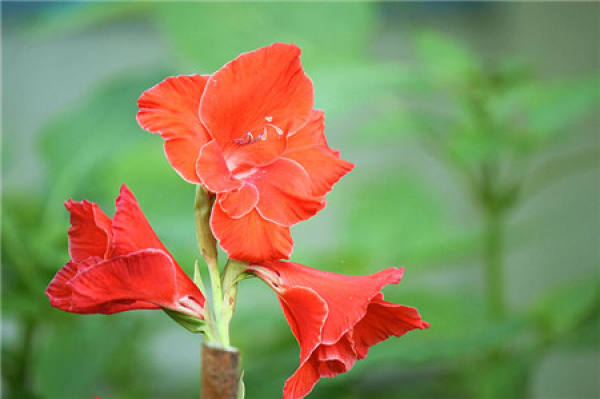 ornamental function of Gladiolus