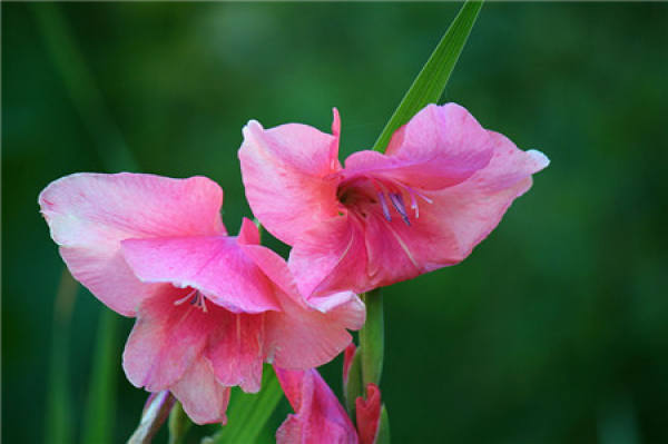 ornamental function of Gladiolus