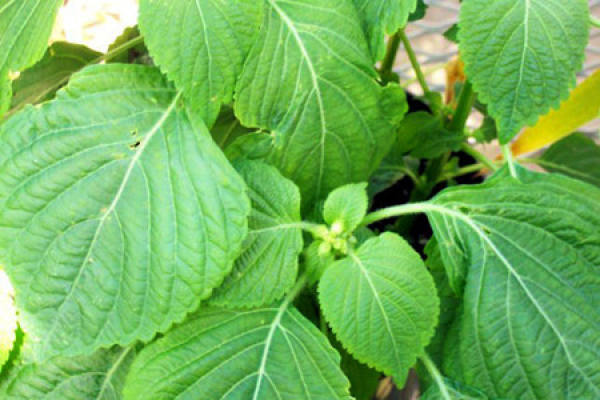 Wild Perilla