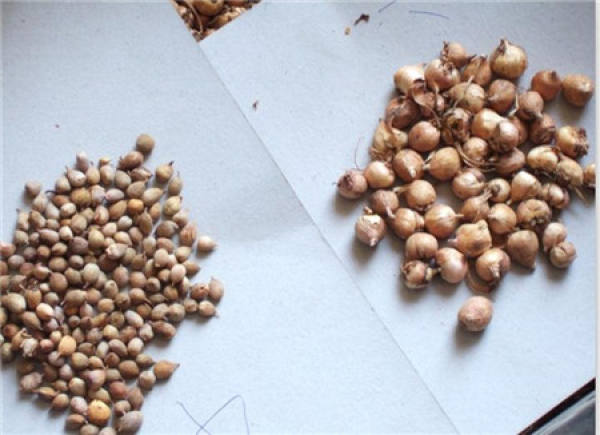 Gladiolus seed ball selection: shape and size