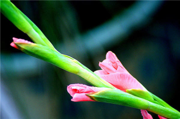 Gladiolus flower language one: miss