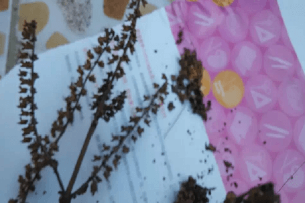 How to Seed Perilla