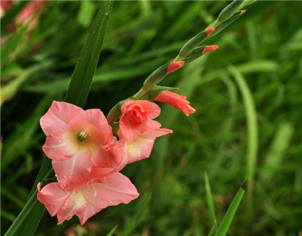 Gladiolus flowers all the year round