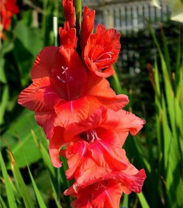 Gladiolus melancholicus