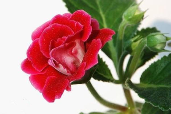Sinningia speciosa