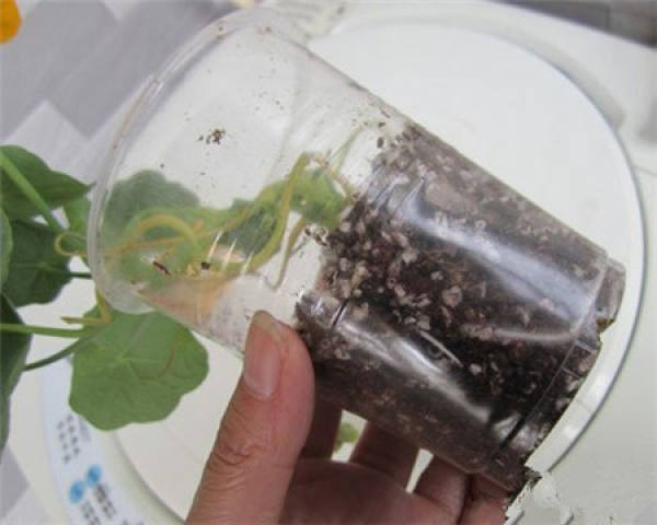 How to cut nasturtium?
