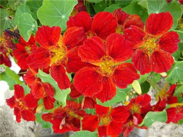 What is the flower language of nasturtium?