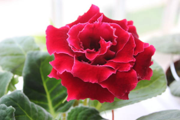 Sinningia leaves yellow how to do? Sinningia leaves yellow how to do?