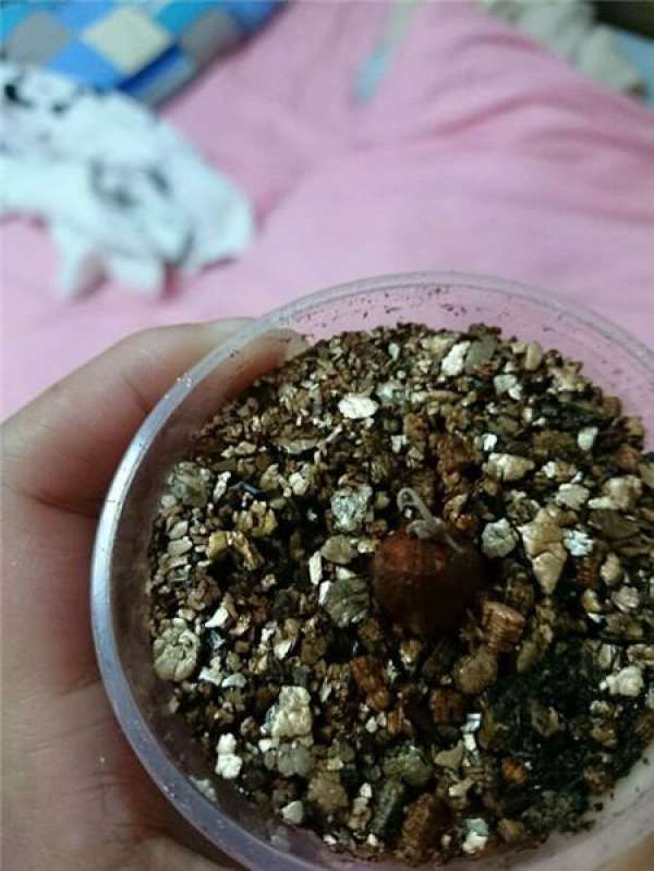 How to replant nasturtium?