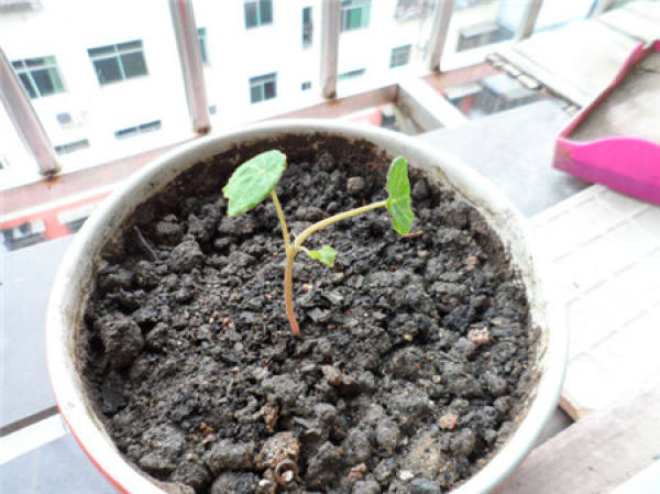 how to change the pot and transplant dryland