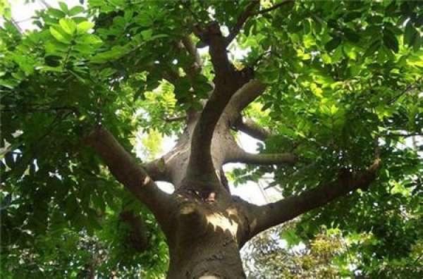 It is used to describe that the throat is blocked by blood.