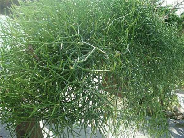 It is used to describe that the throat is blocked by blood.