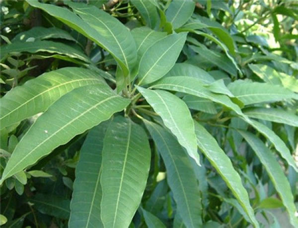 It is used to describe that the throat is blocked by blood.