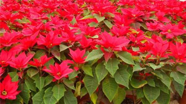It is used to describe that the throat is blocked by blood.
