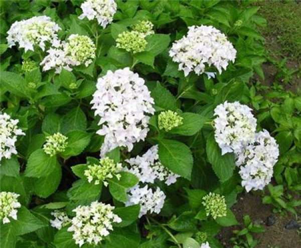 It is used to describe that the throat is blocked by blood.