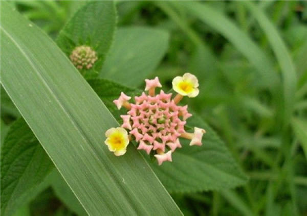 It is used to describe that the throat is blocked by blood.