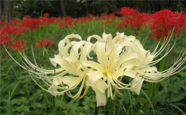 It is used to describe that the throat is blocked by blood.