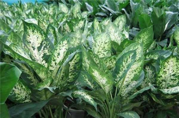 It is used to describe that the throat is blocked by blood.