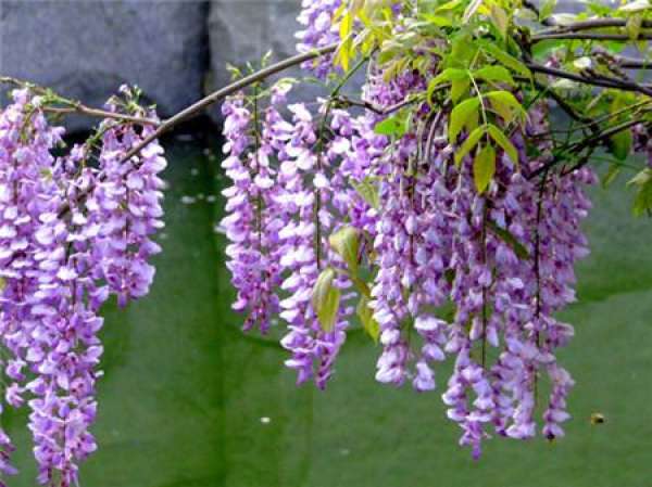 It is used to describe that the throat is blocked by blood.