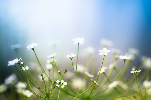 Gypsophila paniculata