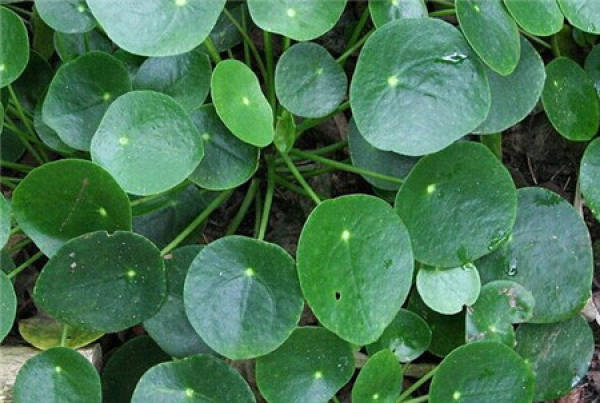 cultivation method of specular grass