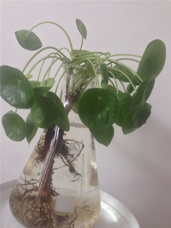 Can mirror grass be grown hydroponically?