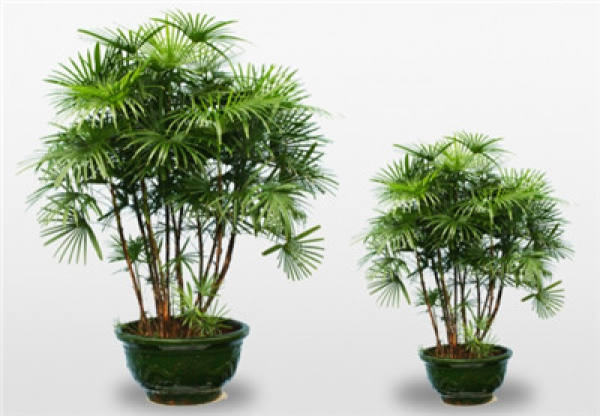 Method for changing basin of palm bamboo