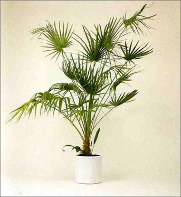 Method for changing basin of palm bamboo