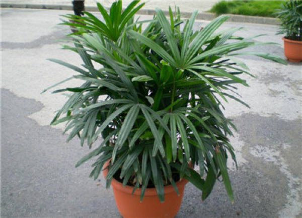 Fertilization Techniques of Palm Bamboo