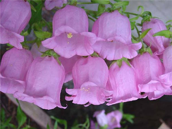 sowing method of Campanula