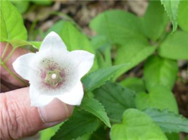 Campanula maculata