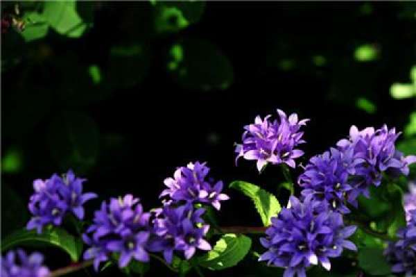 Campanula maculata