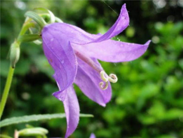 Campanula maculata