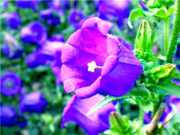 Bellflower Pest: Aphid