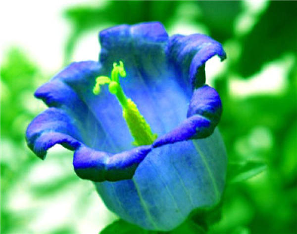 Bellflower Pest: Aphid