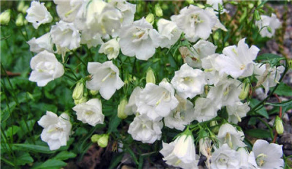 The Flower Language of Bellflower