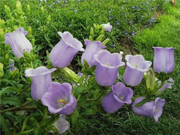 The Flower Language of Bellflower