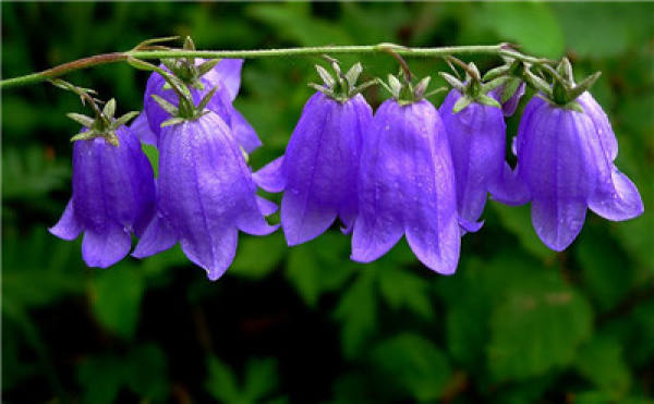 When do the bluebells bloom?