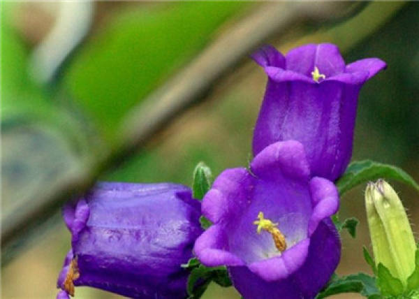 When do the bluebells bloom?