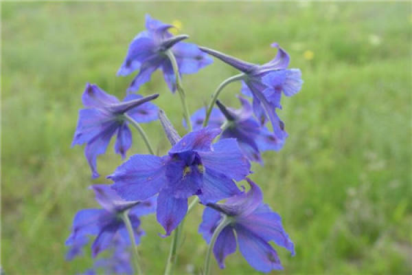 How to raise Delphinium?