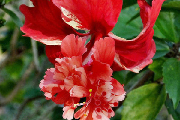 Cultivation method of Chinese hibiscus rosa-sinensis