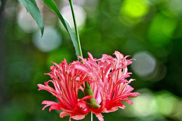 culture method of Hibiscus davidianus