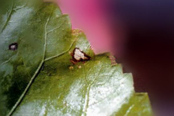 Hibiscus rosa-sinensis leaf spot