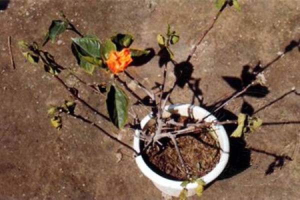 Hibiscus rosa-sinensis leaf spot
