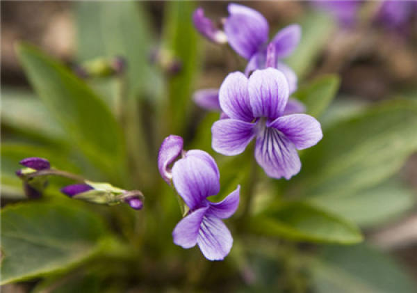 Sowing method of February orchid