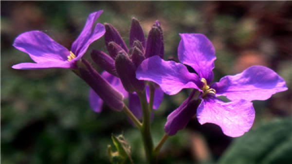 Sowing method of February orchid