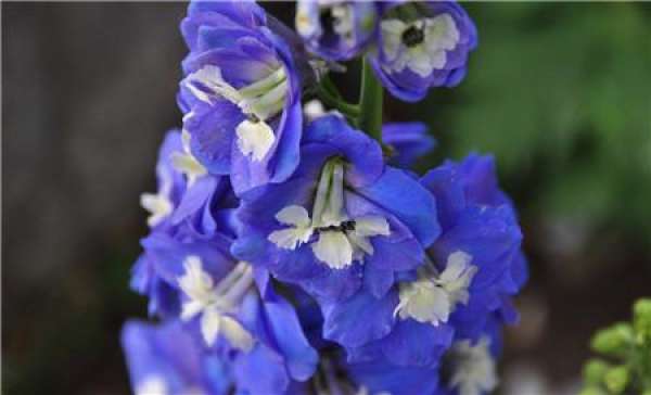 Introduction of Larkspur