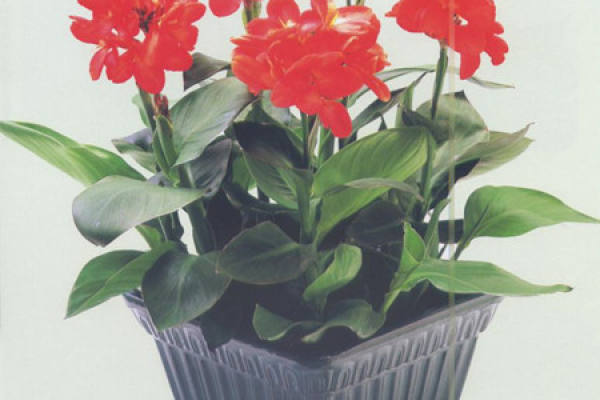 Canna indica