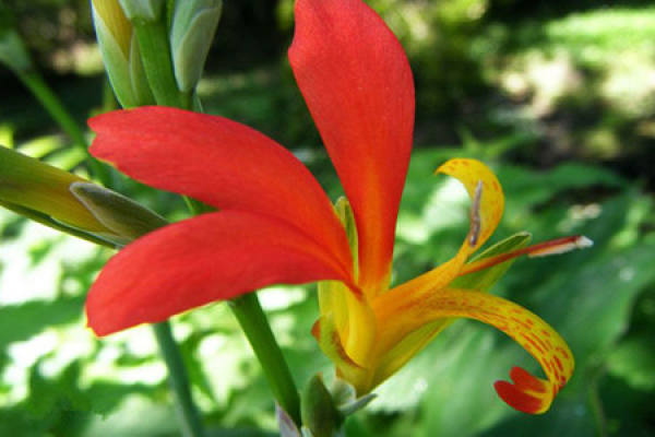 Red Flower Canna