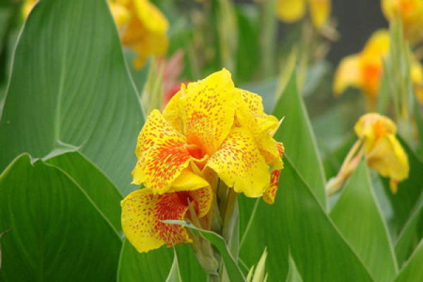 red canna